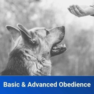 Basic-and-Advanced-Obedience