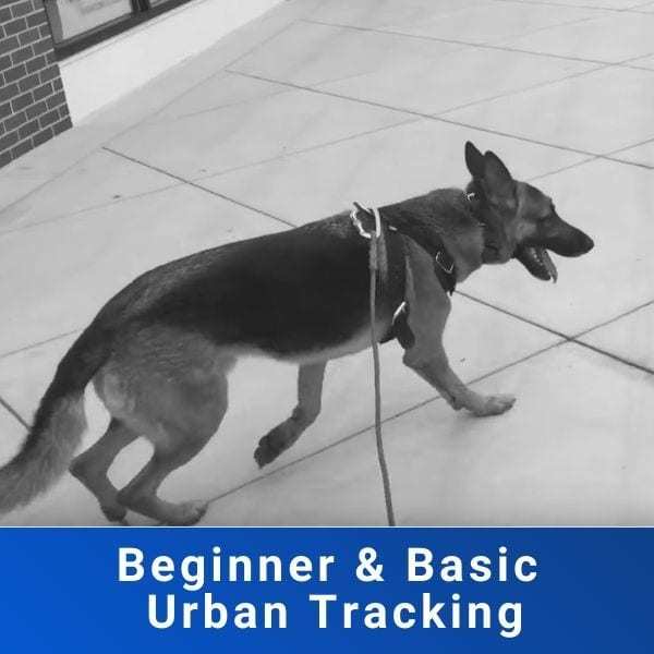 Beginner-and-Basic-Urban-Tracking