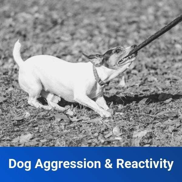 Dog-Aggression-Reactivity