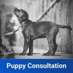 Puppy-Consultation