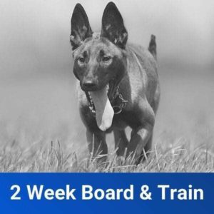 2-Week-Board-and-Train