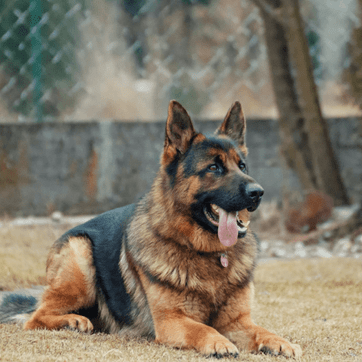 GSD is alert watching his trainer