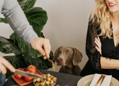Thanksgiving Food Safety for Dogs: Tips and Tricks 