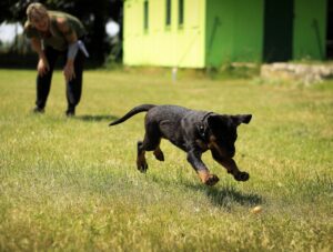Dog Training Definition