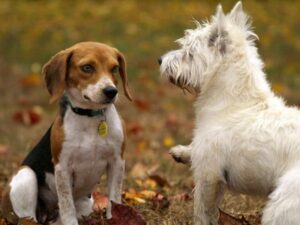 Top 10 Tips for Dogs Interaction and Socialization