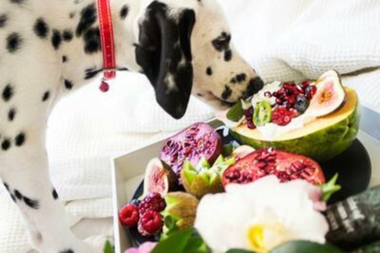 Paws Off! 5 Foods That Pose a Risk to Your Dog’s Health