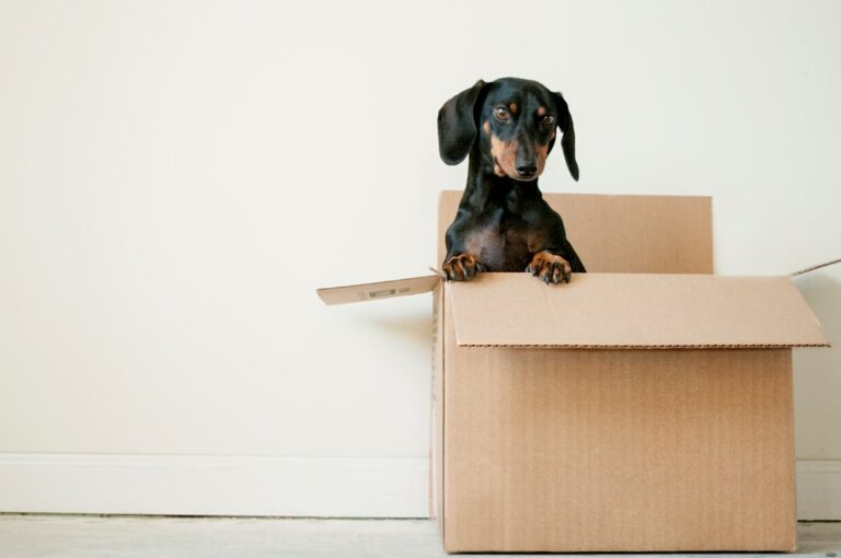 Creating a Welcoming Home: A Guide to Preparing Your Space for a New Dog