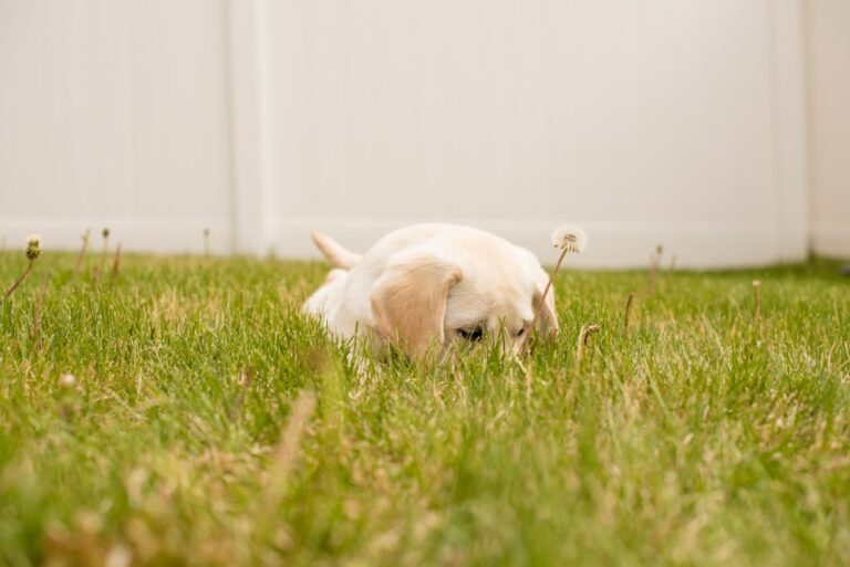 Effective Puppy Potty Training: A Comprehensive Guide