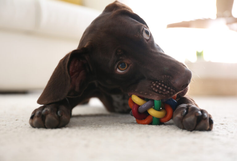 Biting and Nipping: Why Puppies Do It and How to Stop It Gently
