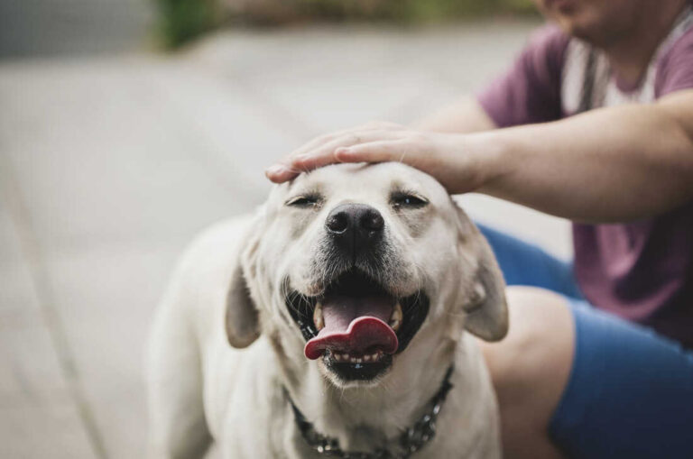 The Gut-Brain Connection: Can What Your Dog Eats Affect Their Behavior