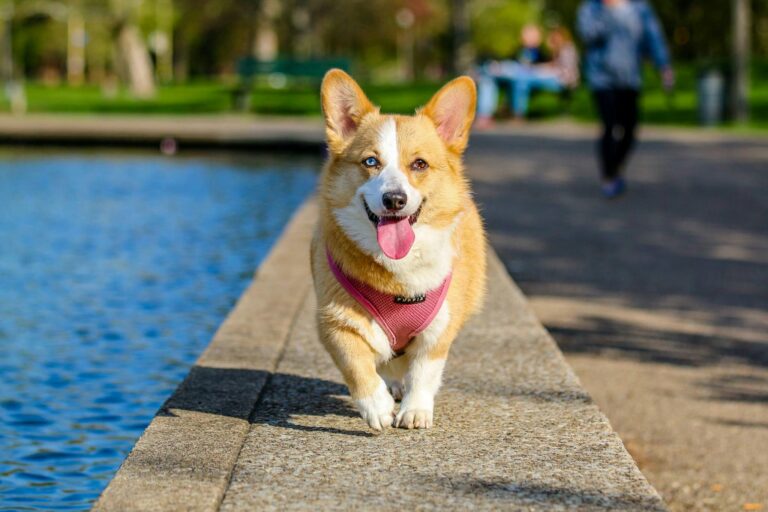 Why Consistency is the Cornerstone of Successful Dog Training