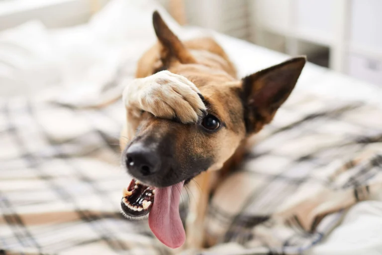 The Signs of Thunderstorm Anxiety in Dogs You Shouldn’t Ignore