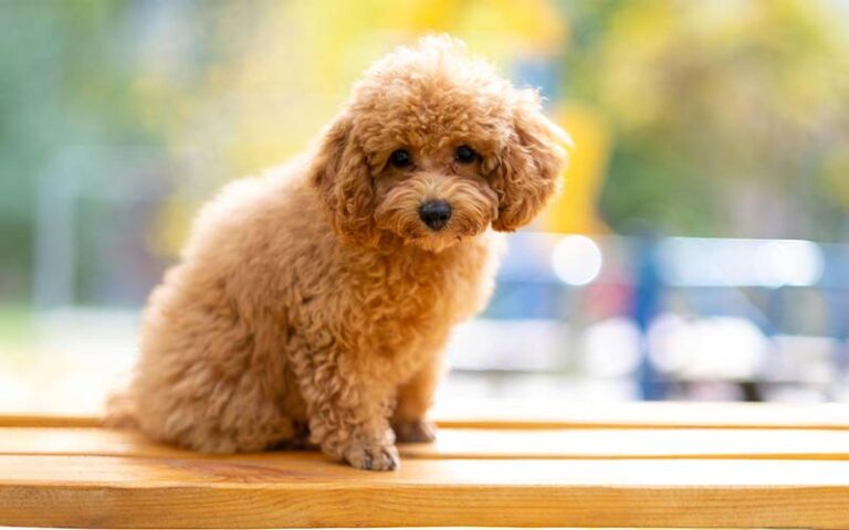 Top 7 Dog Breeds Known for Being Great with Kids