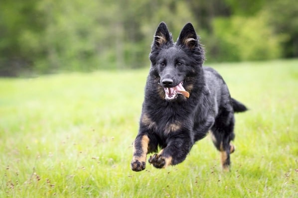 Leash Manners: Teaching Your Dog to Walk Calmly in the Neighborhood