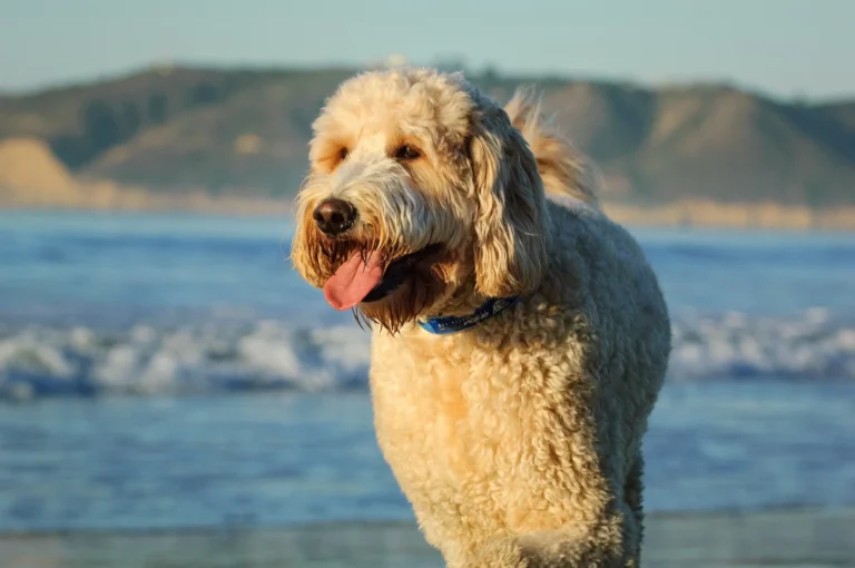 Top 10 Dog First Aid Skills Every Pet Parent Must Know