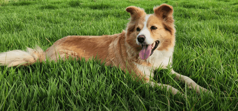 What to Pack for Your Dog’s Boarding Stay: Essentials Every Owner Should Bring