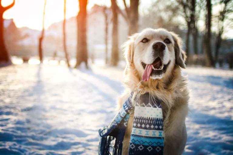 Winter Distractions: How to Keep Your Dog Focused in the Cold