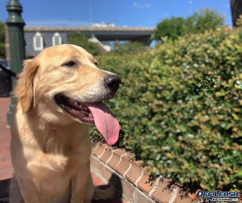 Golden Retriever enjoying dog training in Smithfield VA area