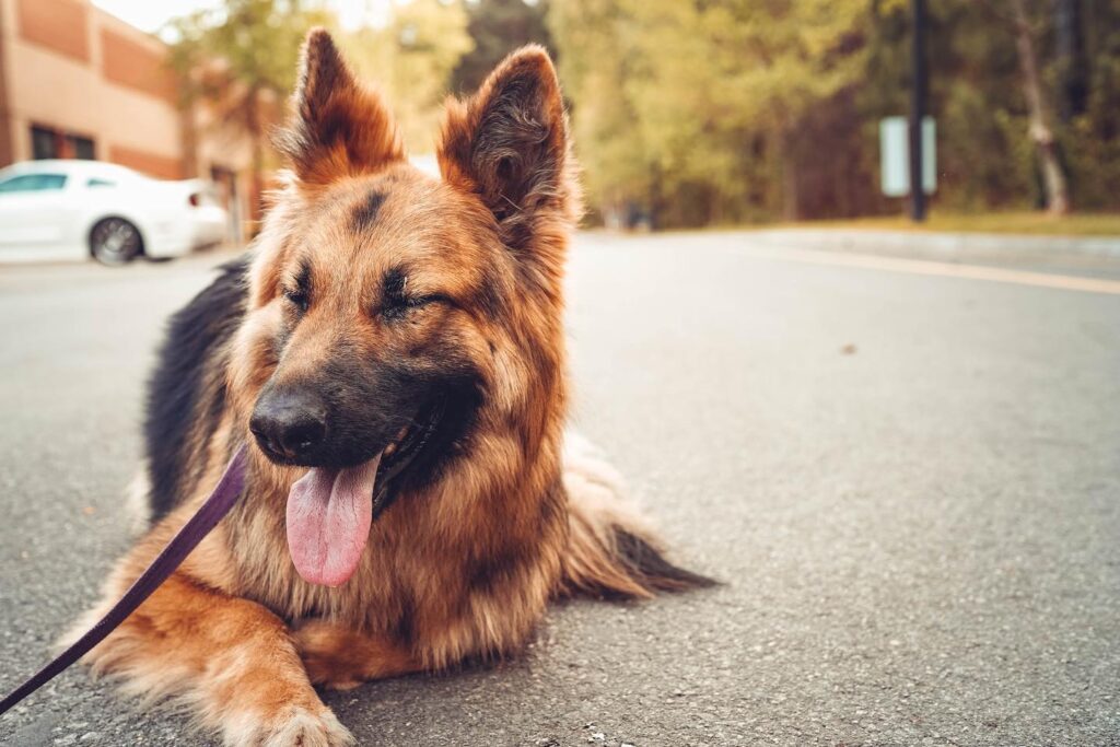 Leashed German Shepherd at dog training in Smithfield VA USA