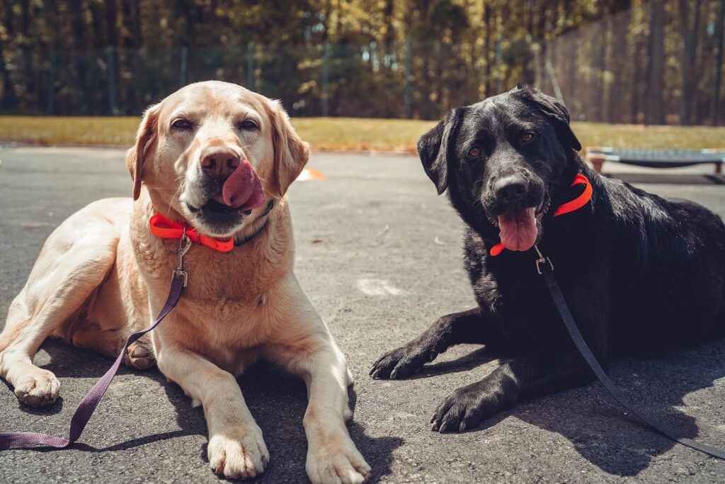 Two Labradors resting after dog training in Yorktown VA area