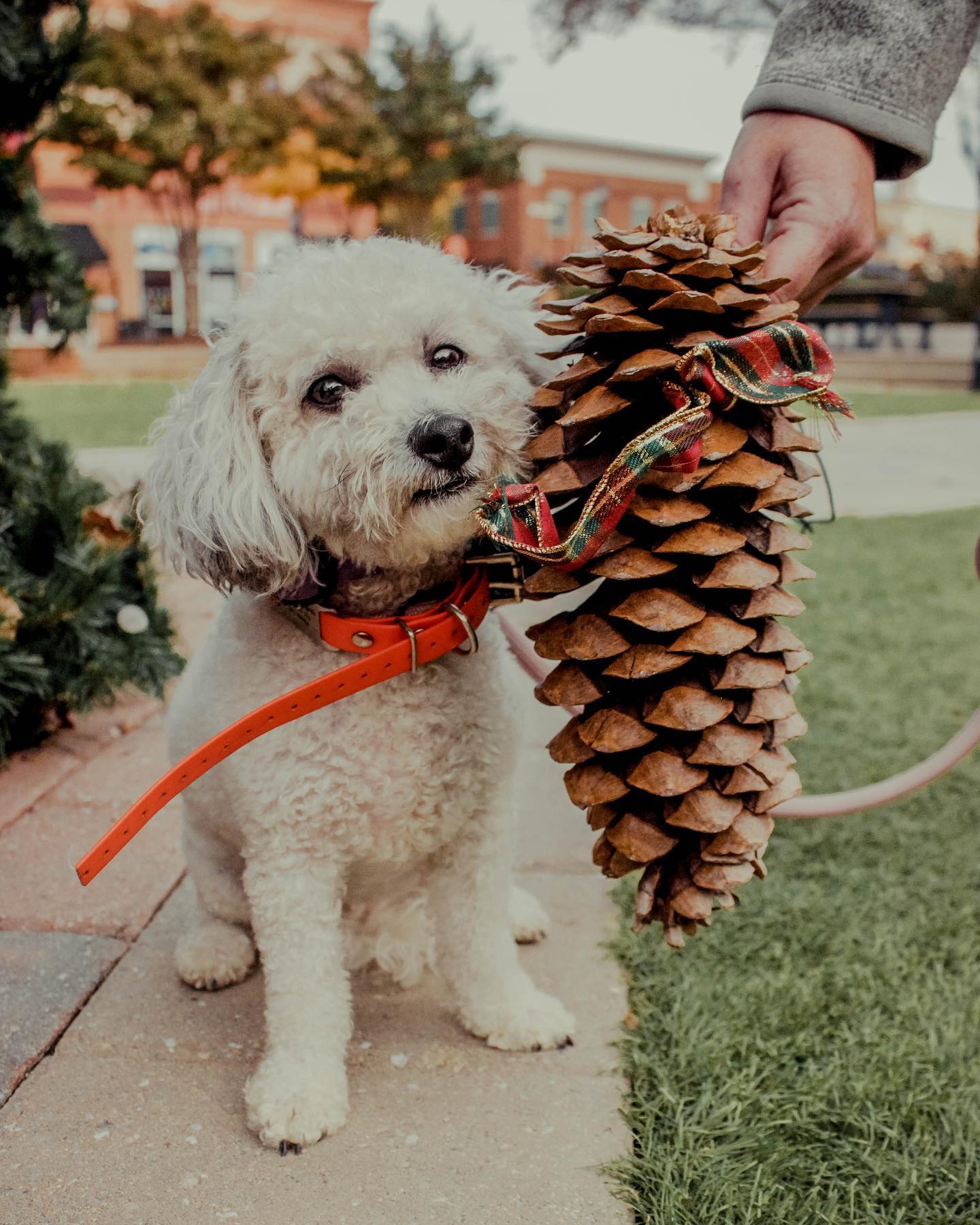 Puppy training in Chesapeake with trained puppy outdoors