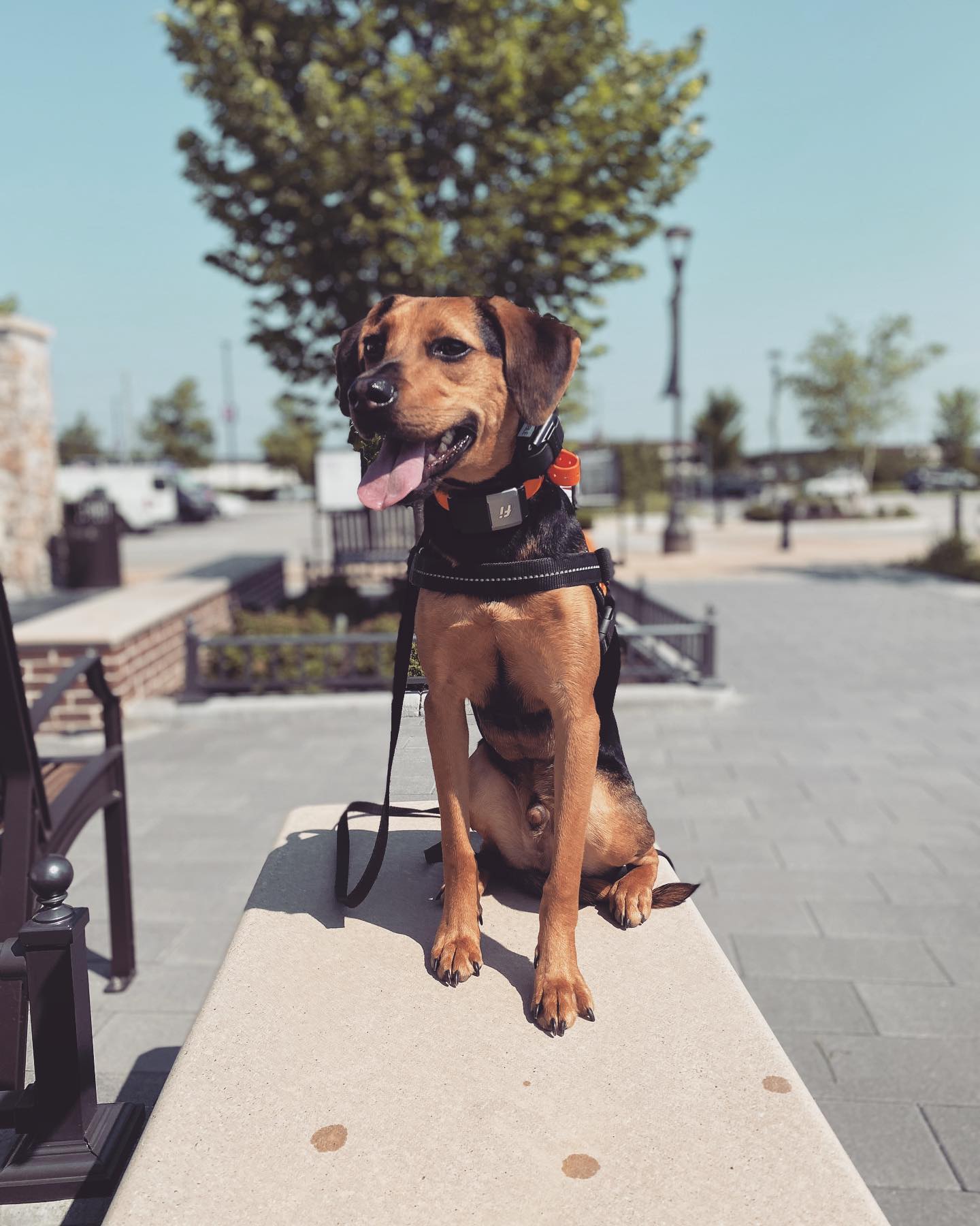 Dog_Trained_Virginia_Beach