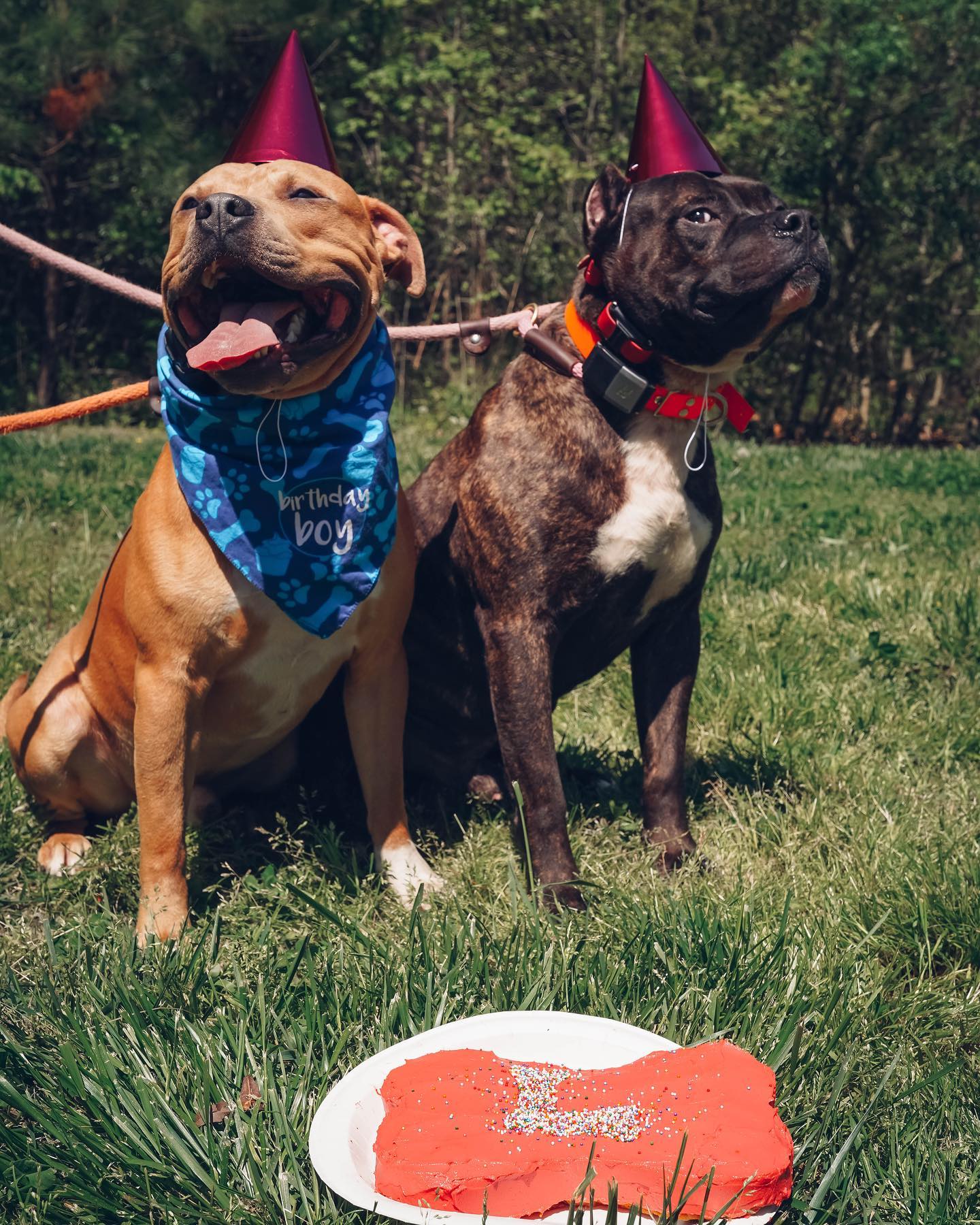 Two birthday dogs enjoying dog training in Poquoson VA field