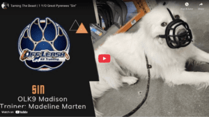 Sin, a 1-year-old Great Pyrenees, after structured training in Hampton Roads, showing calmer behavior around strangers.