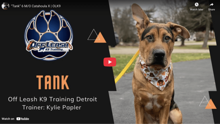 Tank, a 6-month-old puppy in Hampton Roads, practicing impulse control and polite manners during structured training.