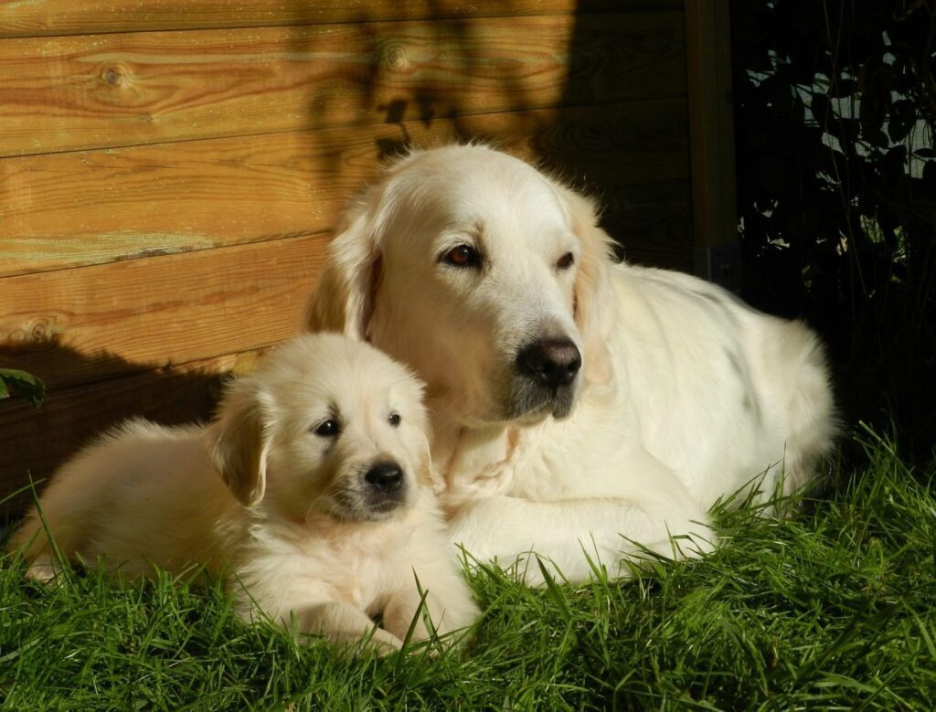 Therapy Dog Training Chesapeake VA Puppy and Adult Dogs