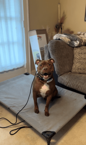 Evan Almighty showing calmer leash behavior, less barking, and improved door manners after training.