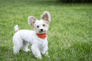 Socializing an aggressive dog in a calm outdoor setting