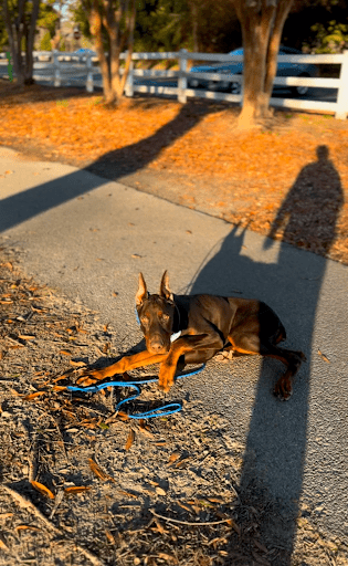 Kaiser’s progress after a 2-week Board & Train in Hampton Roads, VA.