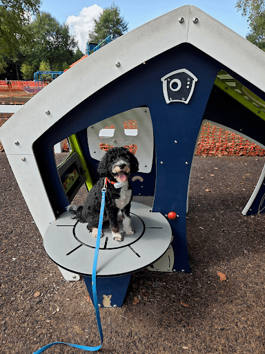 Pixie show calmer leash manners and improved obedience after her 2-week Board & Train in Hampton Roads.