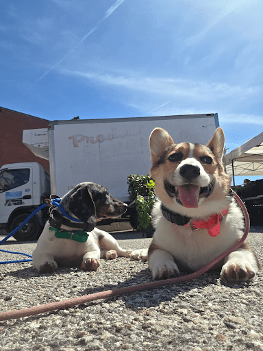 Two puppies showing improved focus and obedience after a 2-week Board & Train in Hampton Roads.