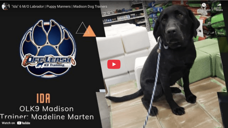 Ida, a 6-month-old Labrador, after a 2-week board and train in Hampton Roads, VA