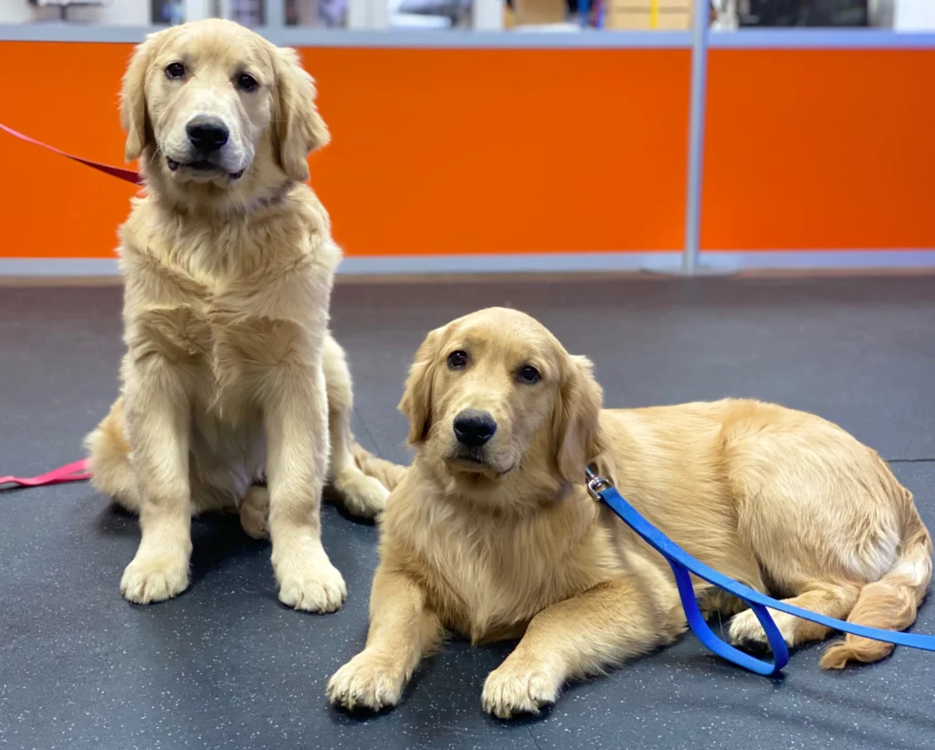 Dog training Carrollton VA puppy obedience and training classes