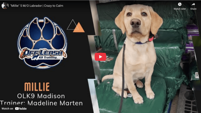 Millie, a 5-month-old Labrador, practicing loose leash walking in Hampton Roads, VA