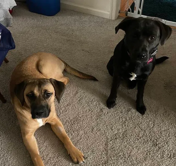 Private dog training Norfolk VA for two dogs at home