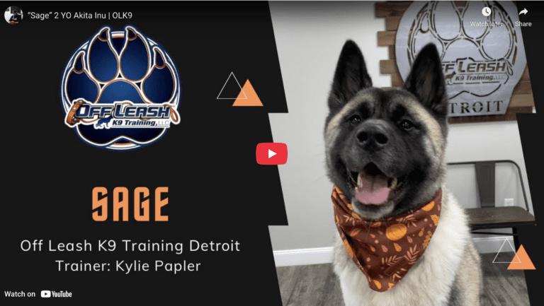 Sage practicing calm settling around guests during behavior and obedience training in Hampton Roads, VA