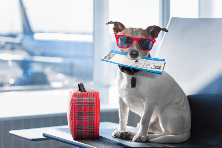 Flying with Your Dog: Training Tips Before You Book the Ticket