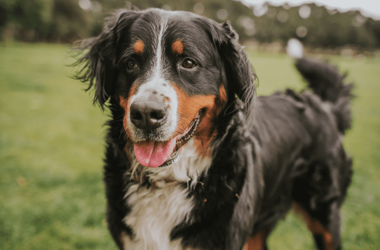 Building Trust with a Rescue Dog Who’s Experienced Trauma