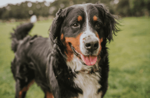 Dog training Windsor VA with professional obedience
