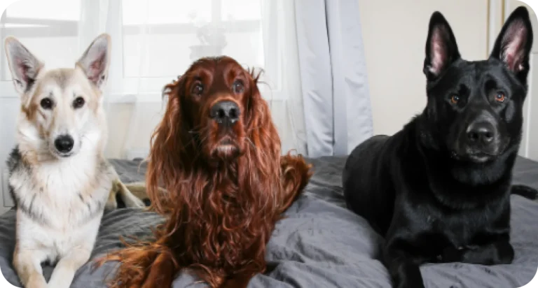 Why Dogs Hump and How to Redirect the Behavior Calmly