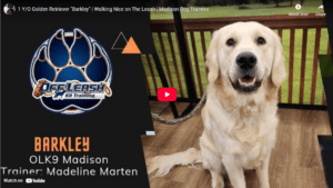 Barley the 1-year-old Golden Retriever practicing polite leash walking with Meline in Hampton Roads, VA.