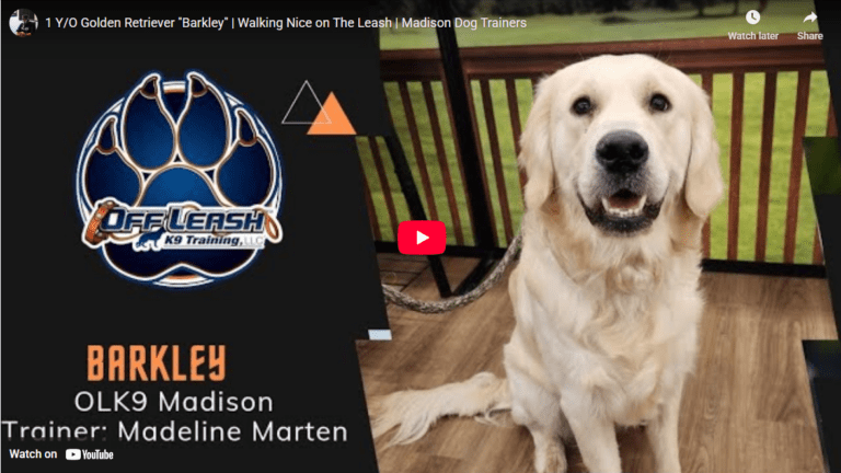 Barley the 1-year-old Golden Retriever practicing polite leash walking with Meline in Hampton Roads, VA.