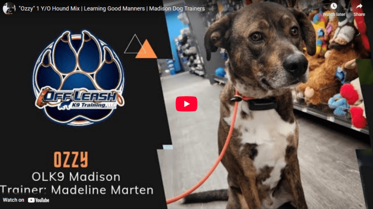 Ozzy the 1-year-old Cattle Dog mix showing improved manners with Meline in Hampton Roads, VA.