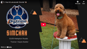 Simco practicing loose-leash walking and reliable commands with Kayla in Hampton Roads, VA