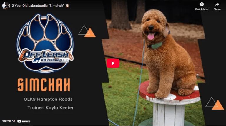 Simco practicing loose-leash walking and reliable commands with Kayla in Hampton Roads, VA