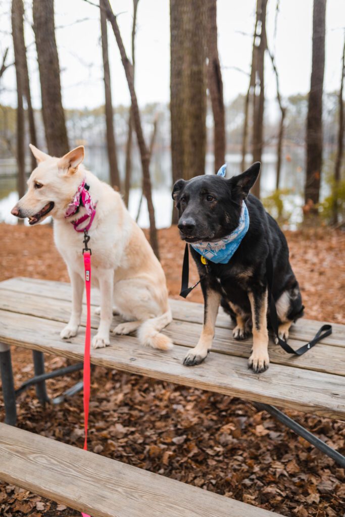 Two dogs on picnic table for dog training Poquoson VA class.